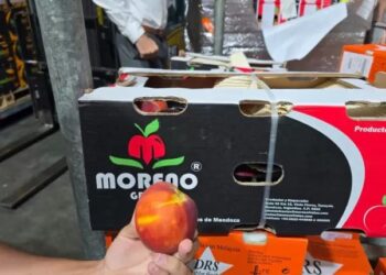 Mendoza retoma la exportación de durazno en fresco a Dubái luego de varios años