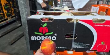 Mendoza retoma la exportación de durazno en fresco a Dubái luego de varios años