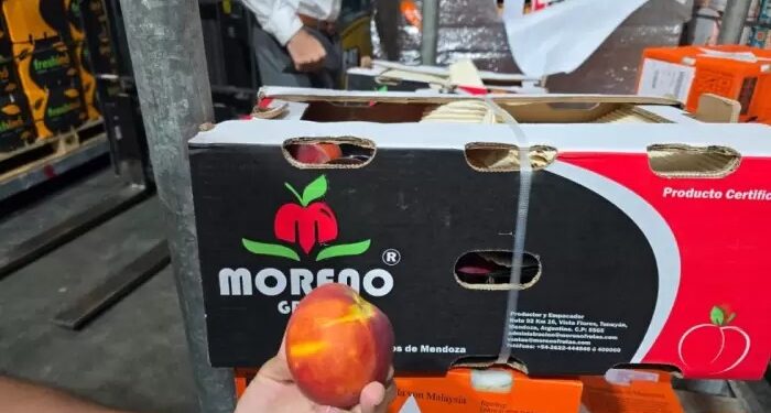 Mendoza retoma la exportación de durazno en fresco a Dubái luego de varios años