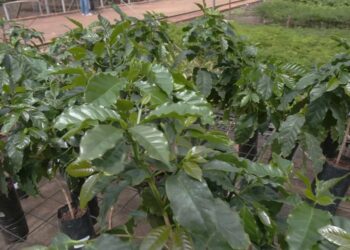 Avanzan los ensayos de café misionero en Guaraní