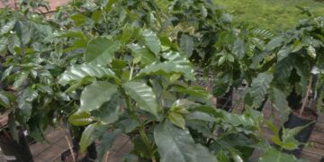 Avanzan los ensayos de café misionero en Guaraní