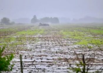 Lluvias fuertes para el fin de semana: qué zonas recibirán hasta 60 milímetros para aliviar a los cultivos