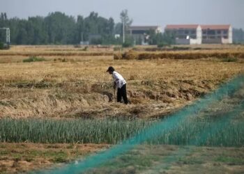 China apuesta fuerte a la soja local y fortalece la producción de semillas