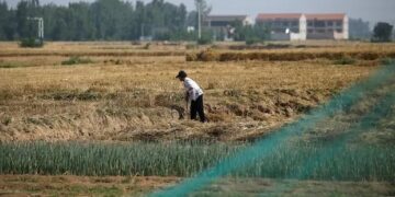 China apuesta fuerte a la soja local y fortalece la producción de semillas