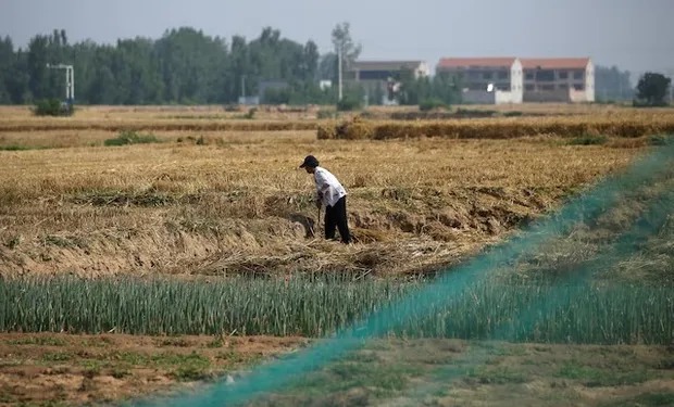 China apuesta fuerte a la soja local y fortalece la producción de semillas