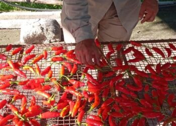 Ají tucumano: un cultivo rústico que busca lugar en la provincia y la mesa