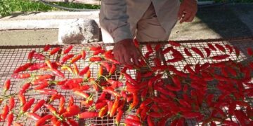 Ají tucumano: un cultivo rústico que busca lugar en la provincia y la mesa