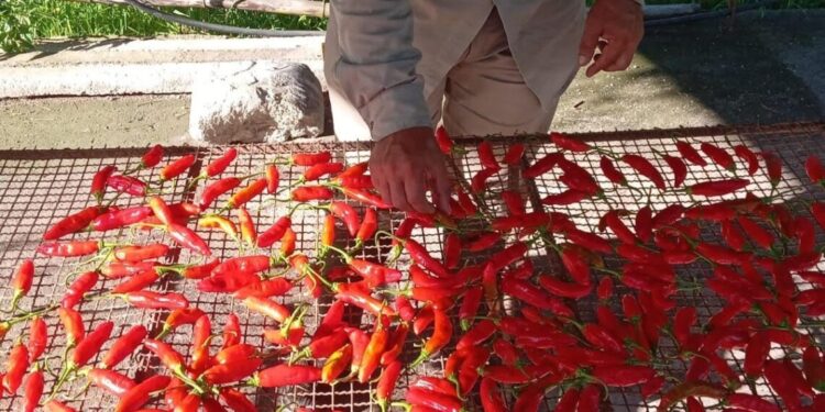 Ají tucumano: un cultivo rústico que busca lugar en la provincia y la mesa