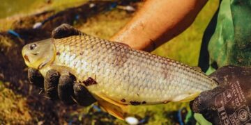 La boga “pica” en punta en la agenda productiva: prueban su cultivo intensivo en el Litoral