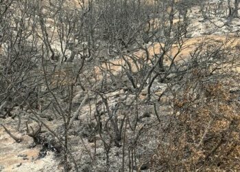 El drama de los productores de Chubut por los incendios