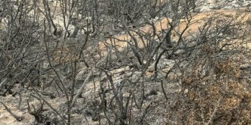 El drama de los productores de Chubut por los incendios