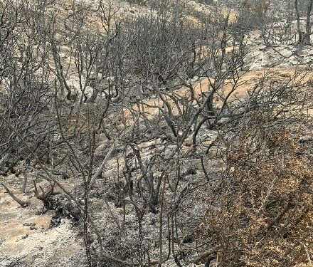 El drama de los productores de Chubut por los incendios
