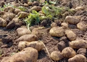 Papa: en el actual ciclo el cultivo interrumpió una tendencia creciente