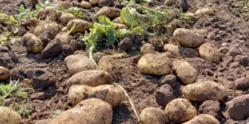 Papa: en el actual ciclo el cultivo interrumpió una tendencia creciente