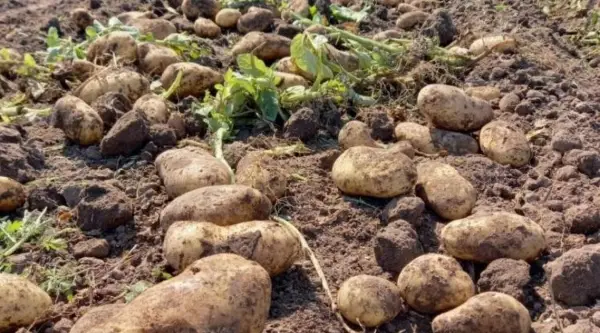 Papa: en el actual ciclo el cultivo interrumpió una tendencia creciente