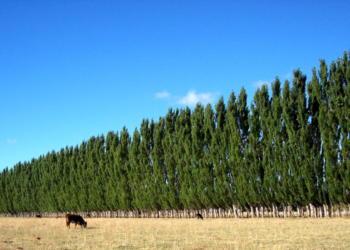 La industria forestal, sobre el Acuerdo Mercosur-UE: “Sin competitividad, no se podrá aprovechar”