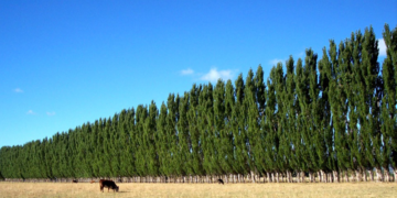 La industria forestal, sobre el Acuerdo Mercosur-UE: “Sin competitividad, no se podrá aprovechar”