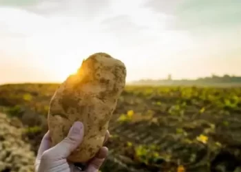 La superficie cultivada con papa en Tucumán superó las 9.000 hectáreas en la campaña 2025