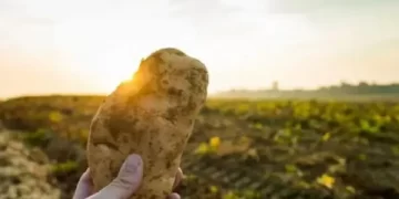 La superficie cultivada con papa en Tucumán superó las 9.000 hectáreas en la campaña 2025
