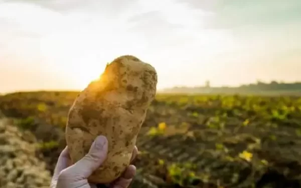 La superficie cultivada con papa en Tucumán superó las 9.000 hectáreas en la campaña 2025