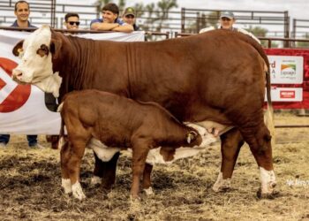Braford Avanza en Expoagro: la raza que nació para el norte y hoy compite en las grandes ligas de la carne premium