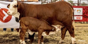 Braford Avanza en Expoagro: la raza que nació para el norte y hoy compite en las grandes ligas de la carne premium