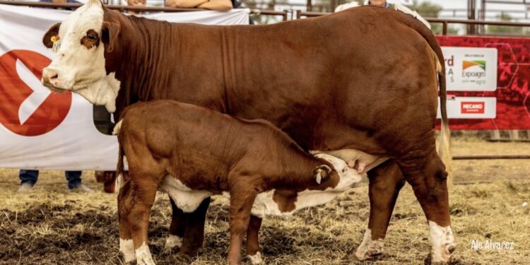 Braford Avanza en Expoagro: la raza que nació para el norte y hoy compite en las grandes ligas de la carne premium