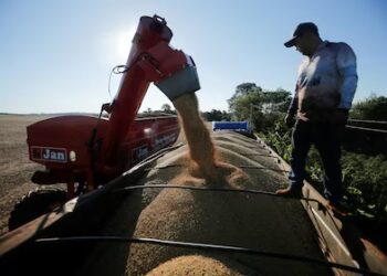 Los granos comerciales iniciaron febrero con el mayor stock en una década
