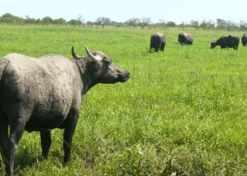 El búfalo gana terreno en Argentina: el rodeo creció 115% en una década