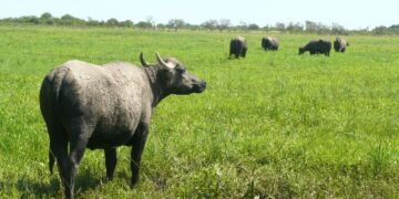 El búfalo gana terreno en Argentina: el rodeo creció 115% en una década