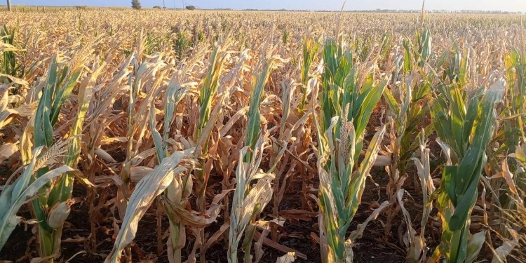 Casi U$S 3.500 millones: una primera estimación de las pérdidas que ya está generando la sequía