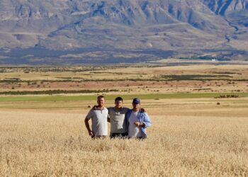 Hicieron trigo en el Calafate con rindes de 3.000 kilos por hectárea y hasta Milei los felicitó