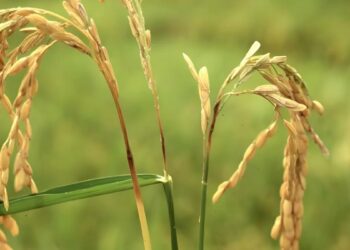 Edición génica en arroz: el paso clave del INTA para enfrentar la peor enfermedad del cultivo