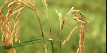 Edición génica en arroz: el paso clave del INTA para enfrentar la peor enfermedad del cultivo