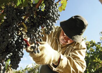 Se profundiza el conflicto por el precio de la uva: productores preparan cortes de ruta y un “caravanazo”