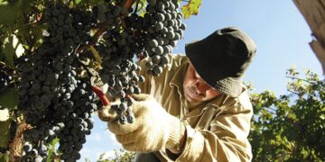 Se profundiza el conflicto por el precio de la uva: productores preparan cortes de ruta y un “caravanazo”