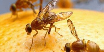 Una de las plagas más temidas: el Senasa actualizó el Programa Nacional de Moscas de la Fruta