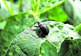 Alerta por emergencia temprana de picudo: cómo impacta en la campaña 2025–2026 y qué deben hacer los productores