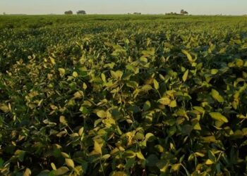 Alerta roja en el yuyo colorado: confirman la primera resistencia a un herbicida clave y se encienden las alarmas en el agro