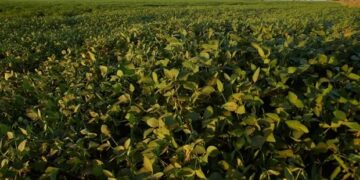 Alerta roja en el yuyo colorado: confirman la primera resistencia a un herbicida clave y se encienden las alarmas en el agro