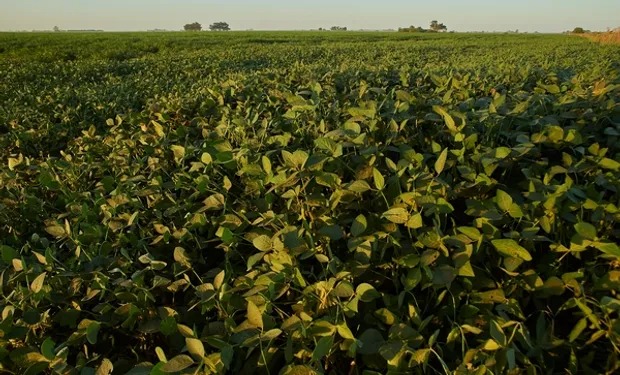 Alerta roja en el yuyo colorado: confirman la primera resistencia a un herbicida clave y se encienden las alarmas en el agro