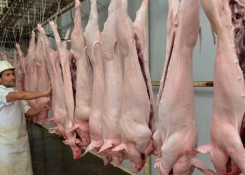 La producción de carne porcina sigue creciendo y suple el retroceso de la bovina
