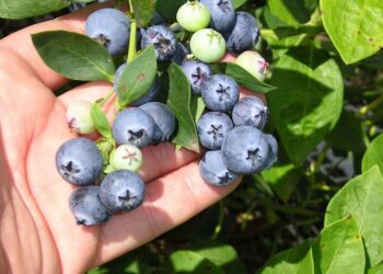 Economías regionales que atraen inversiones: llegan U$S 200 millones para proyectos de arándanos, pistachos, alfalfa y paltas