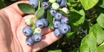 Economías regionales que atraen inversiones: llegan U$S 200 millones para proyectos de arándanos, pistachos, alfalfa y paltas