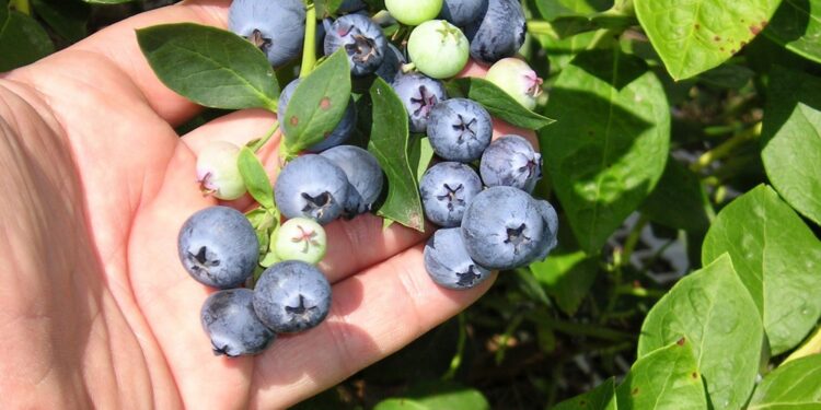 Economías regionales que atraen inversiones: llegan U$S 200 millones para proyectos de arándanos, pistachos, alfalfa y paltas