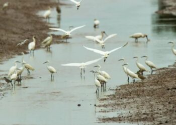 Detectan un caso de influenza aviar H5 en General Madariaga