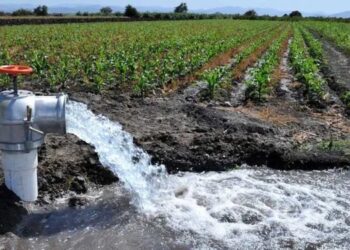 Pistacho: la crisis hídrica pone en jaque a la producción agrícola y hasta el consumo humano