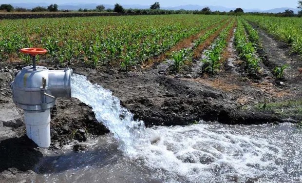 Pistacho: la crisis hídrica pone en jaque a la producción agrícola y hasta el consumo humano