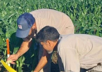 Alivio: la chicharrita del maíz continúa multiplicándose, pero el riesgo para la cosecha sigue siendo bajo