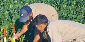 Alivio: la chicharrita del maíz continúa multiplicándose, pero el riesgo para la cosecha sigue siendo bajo